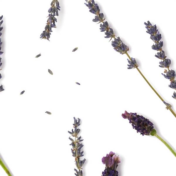 CND SCENTASIONS Lavender & Jojoba Lotion